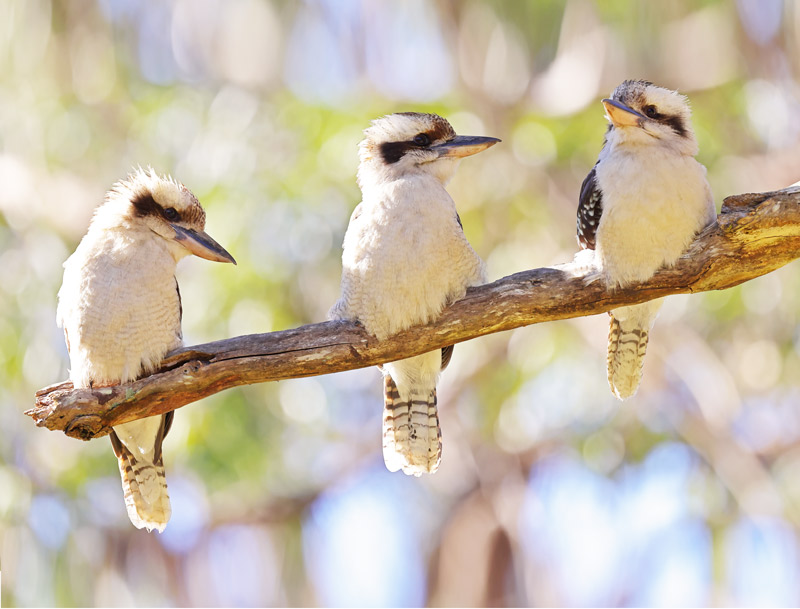 Three kookaburras on a branch